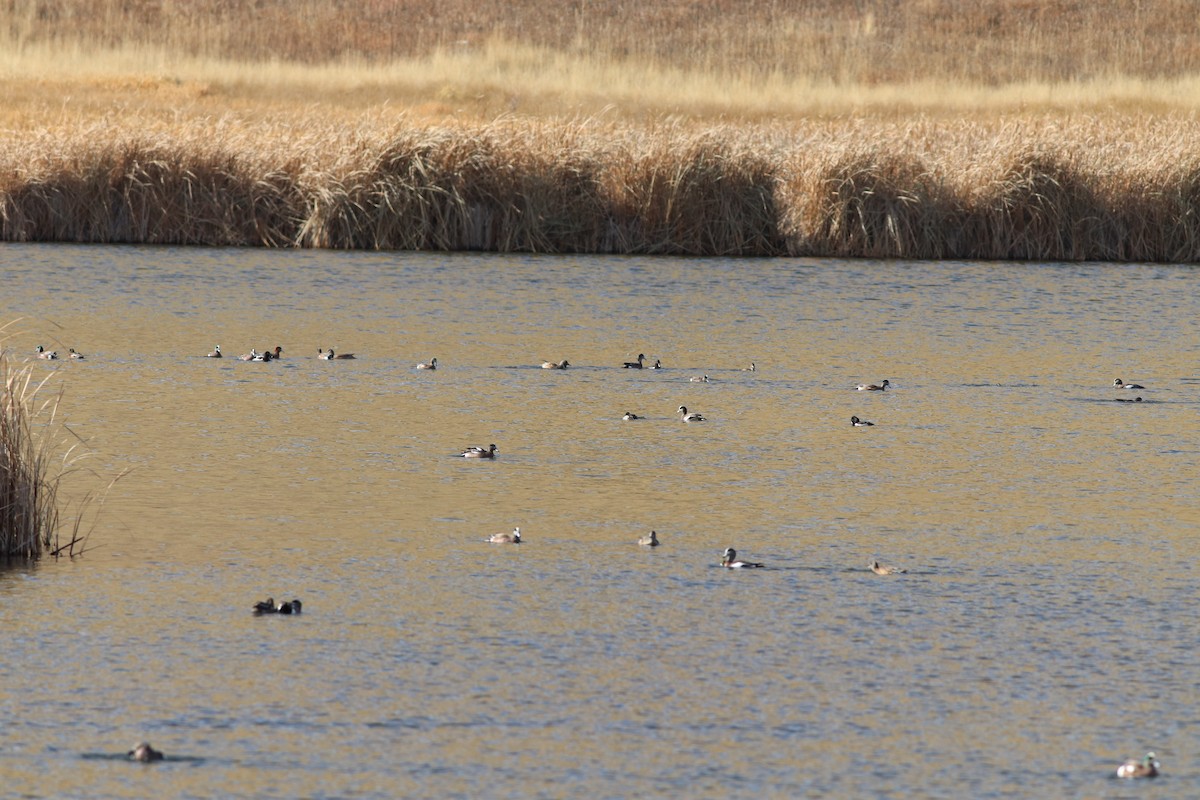 Свищ американський - ML645458590