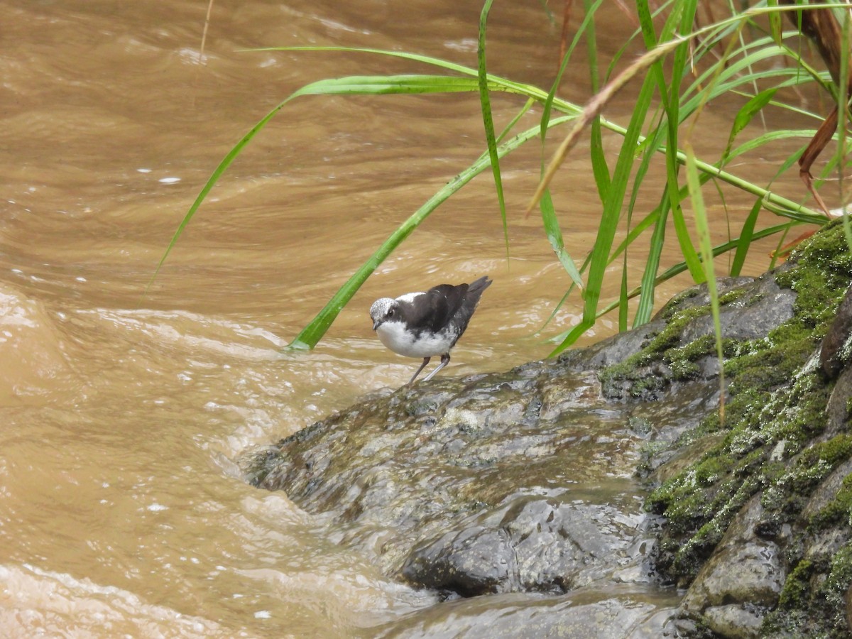 White-capped Dipper - ML645458591