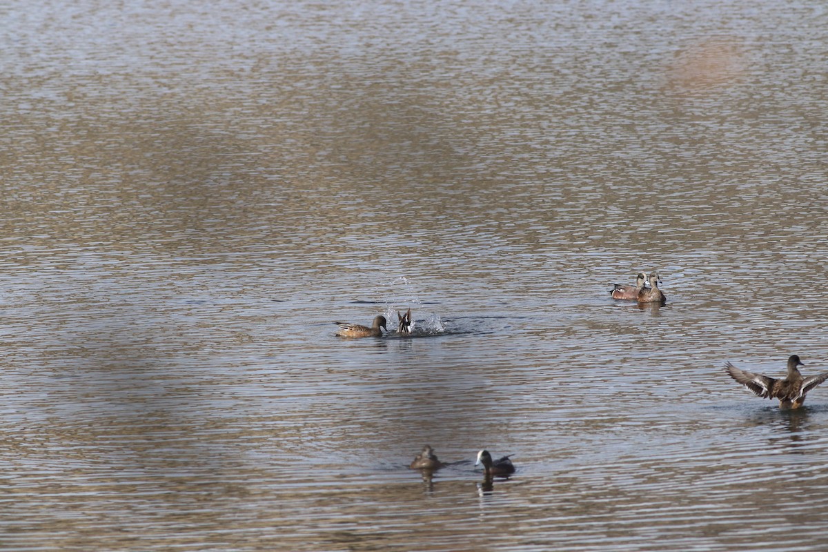 Свищ американський - ML645458592