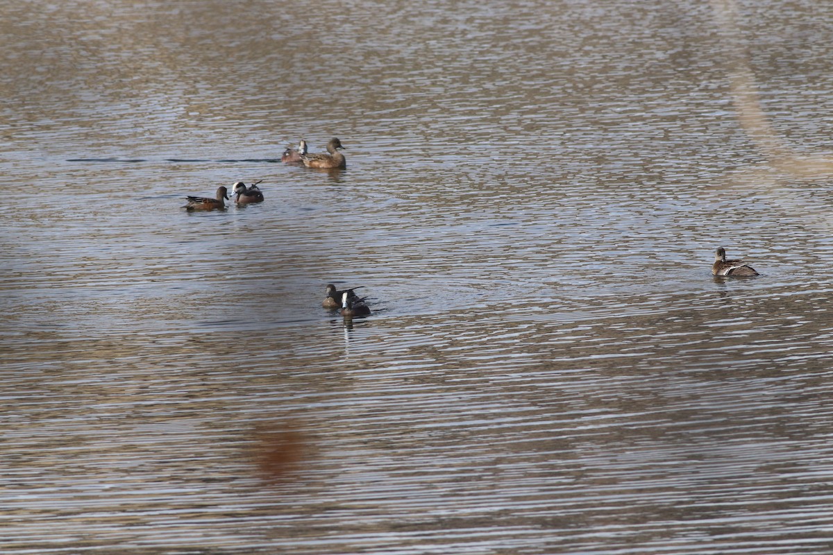 Свищ американський - ML645458593