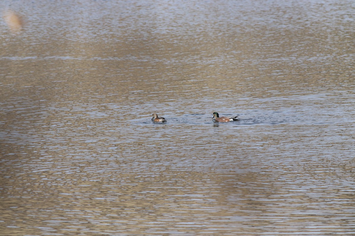 Свищ американський - ML645458595