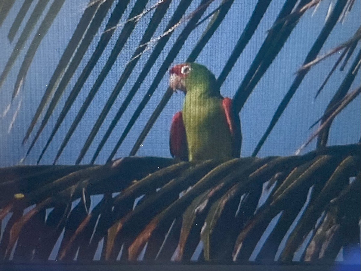 Red-masked Parakeet - ML645458597