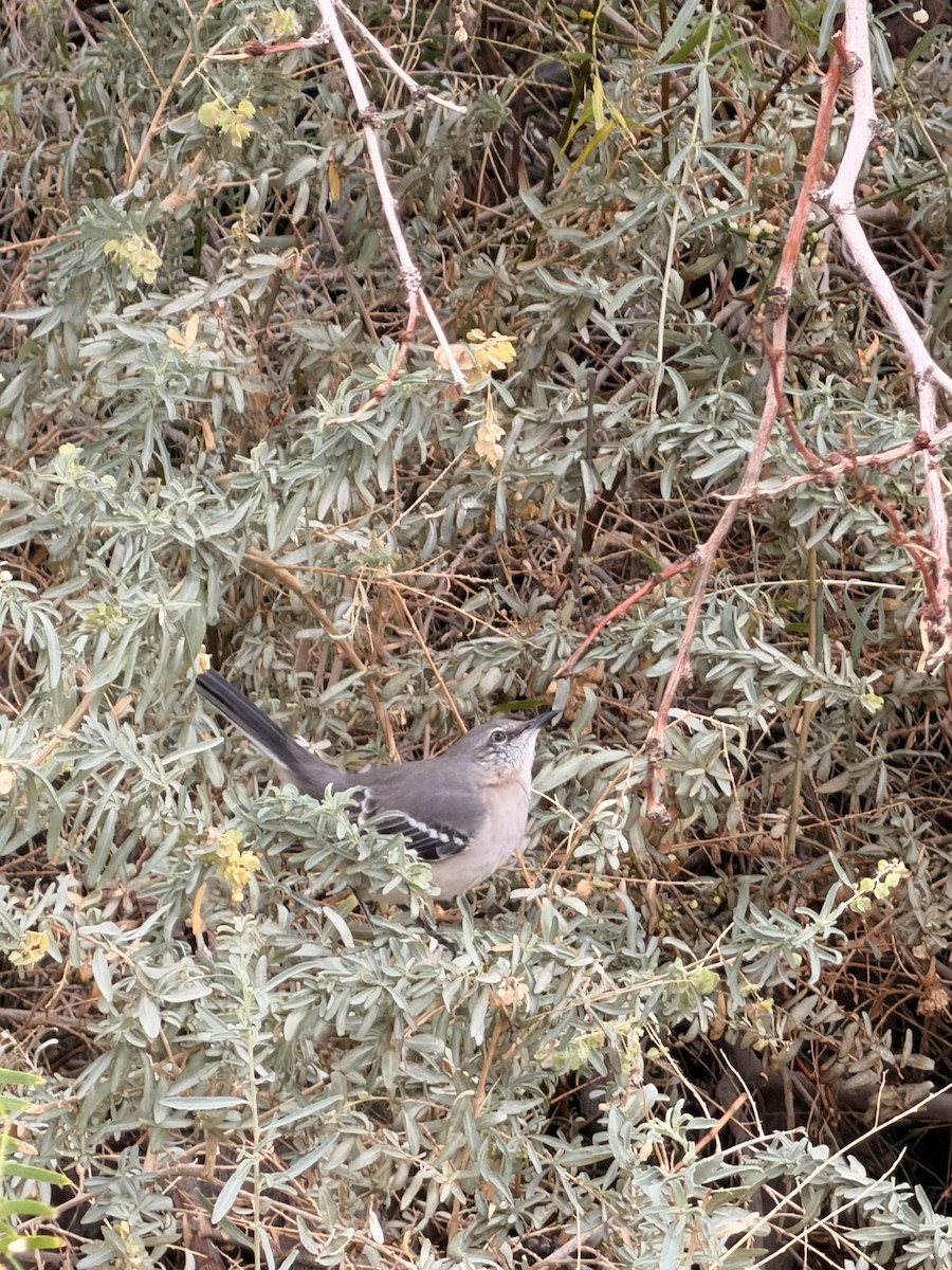 Northern Mockingbird - ML645458601