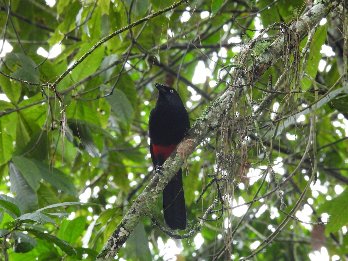 rødbuktrupial - ML645458608