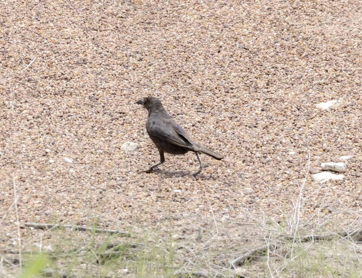 Great-tailed Grackle - ML645458609