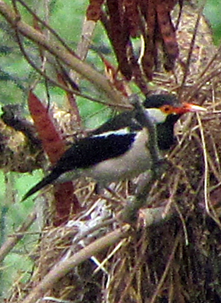 Indian Pied Starling - ML645458619