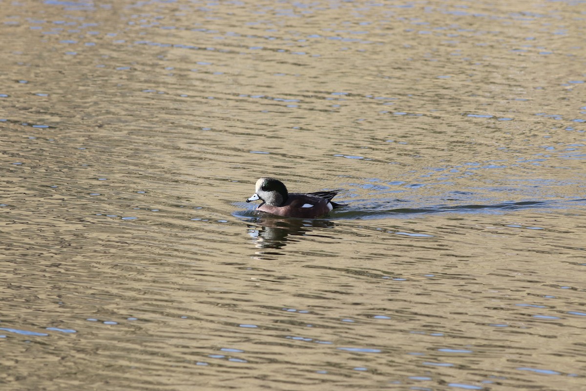 Свищ американський - ML645458620