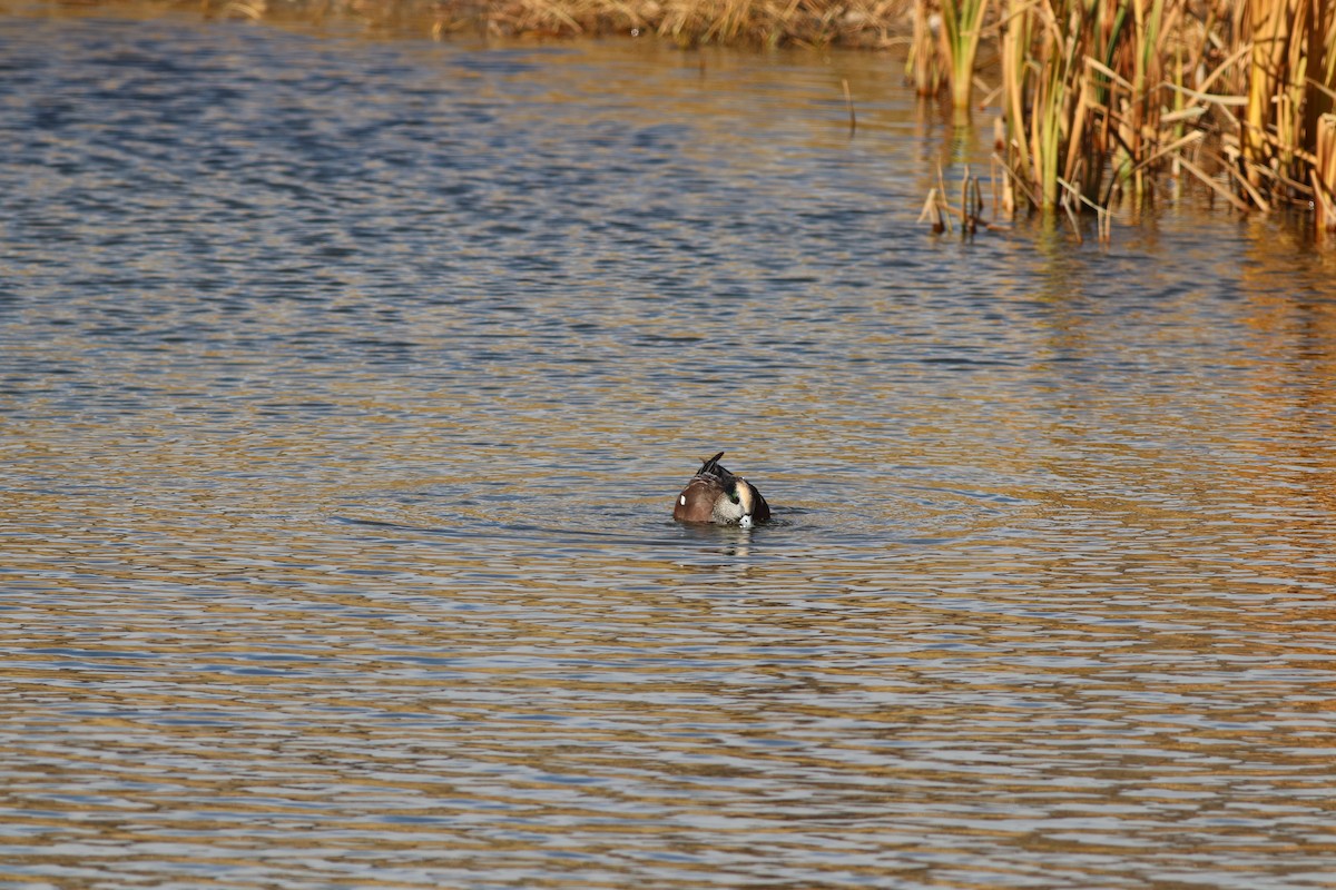 Свищ американський - ML645458621