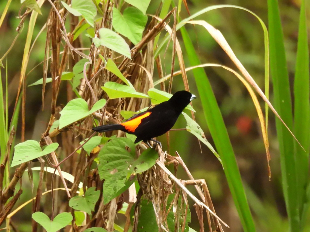 Flame-rumped Tanager - ML645458624