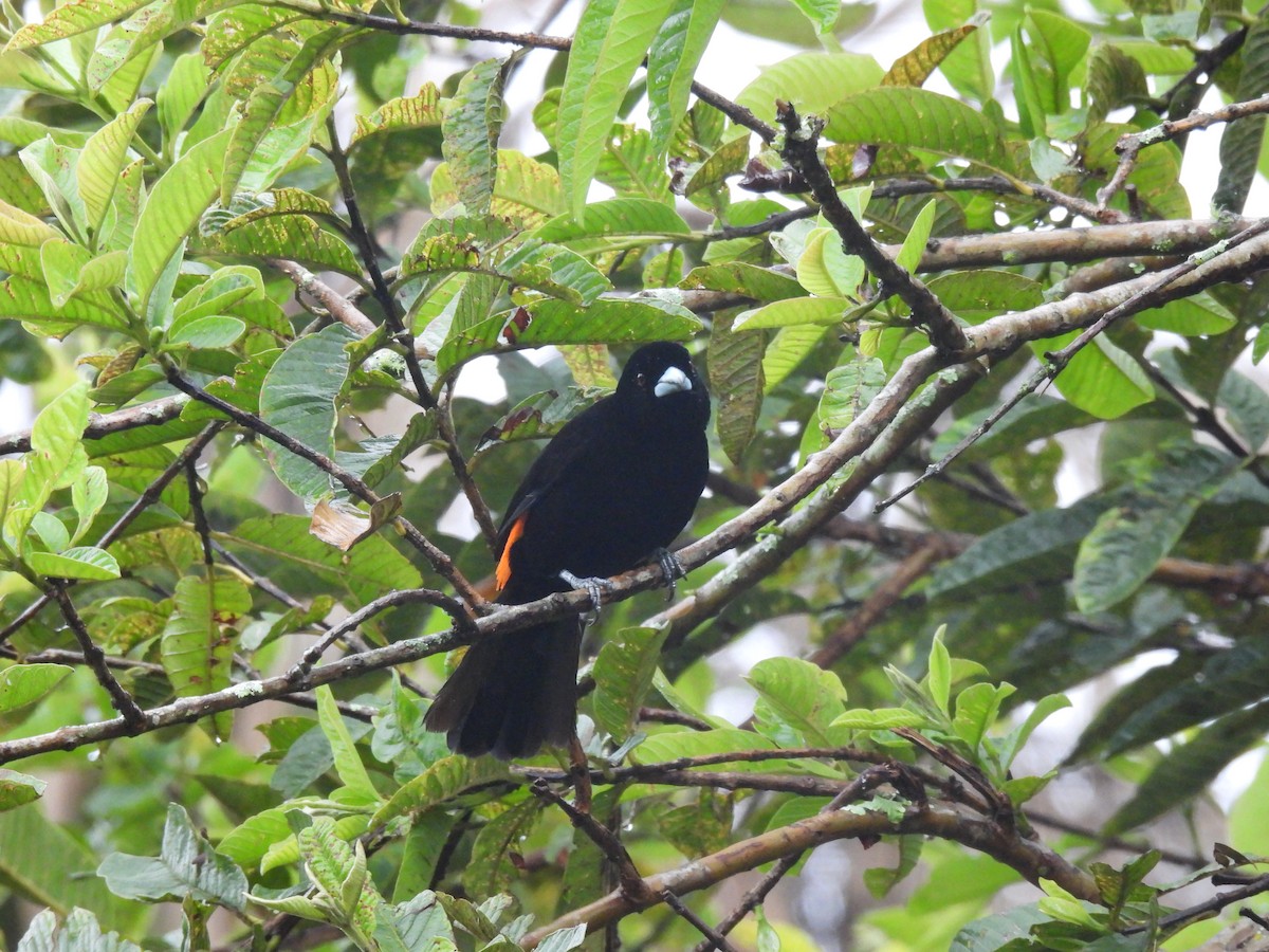 Тапіранга вогнистогуза - ML645458628