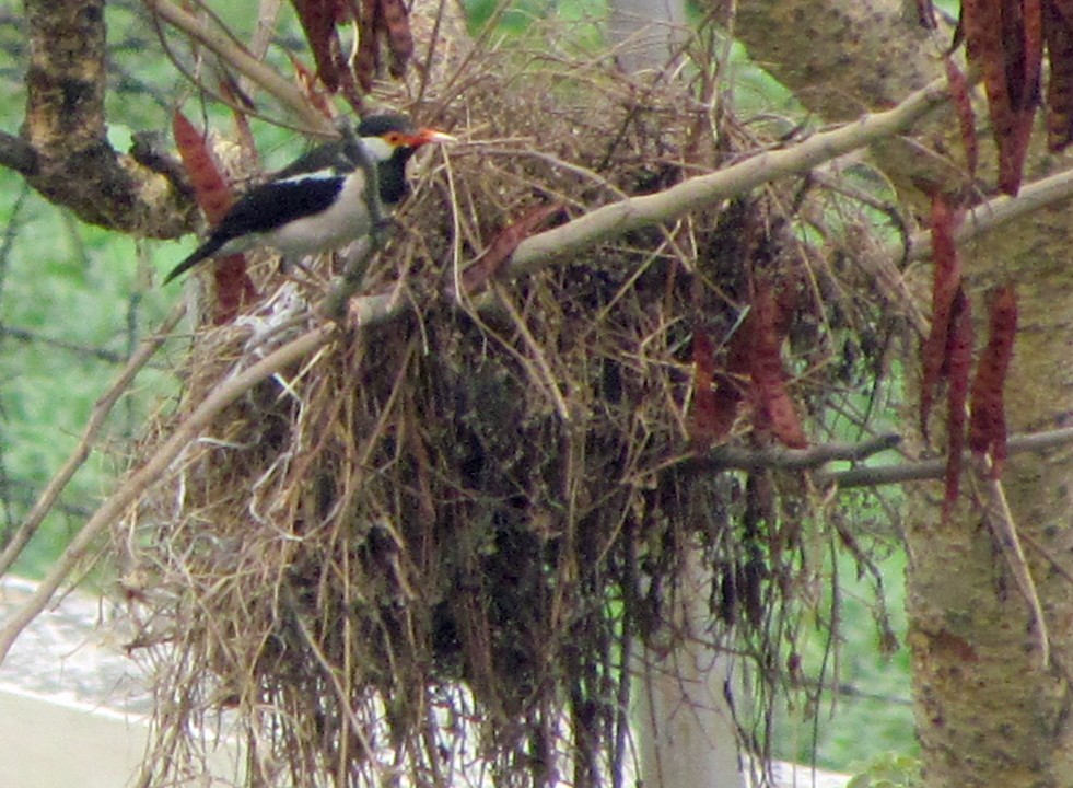 Indian Pied Starling - ML645458629