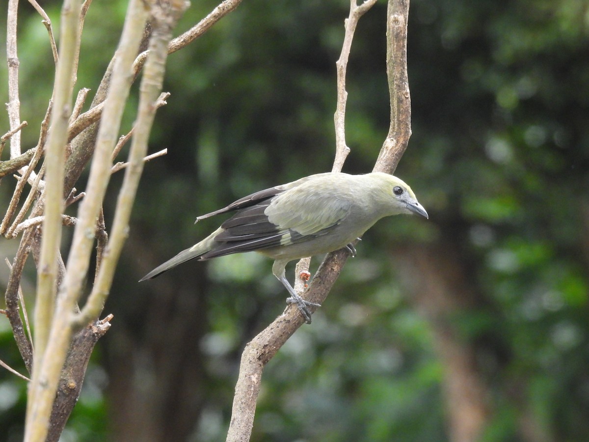 Саяка пальмова - ML645458632