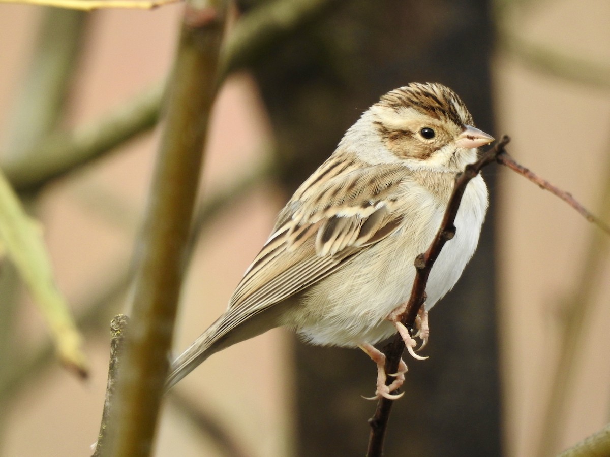 Clay-colored Sparrow - ML645458634