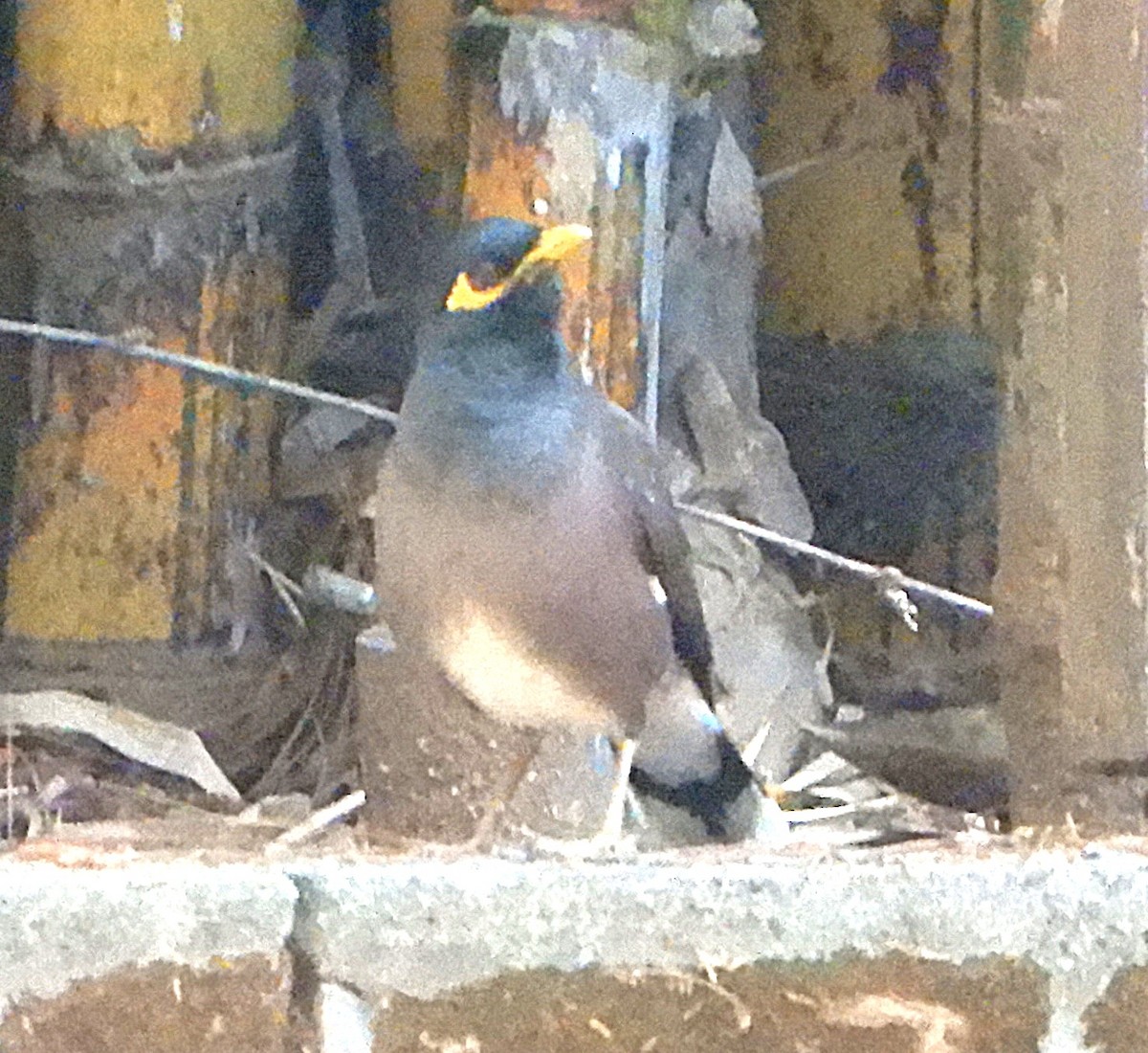 Майна індійська - ML645458635