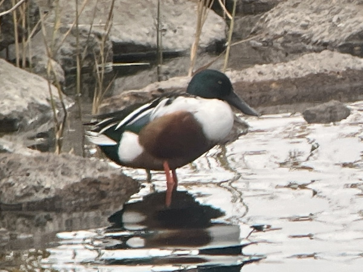 Широконіска північна - ML645458636