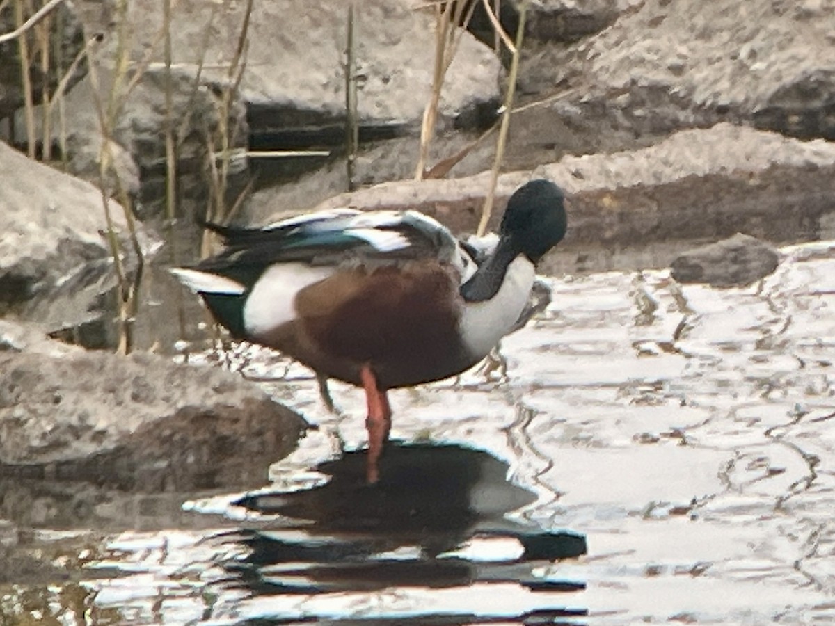 Широконіска північна - ML645458637