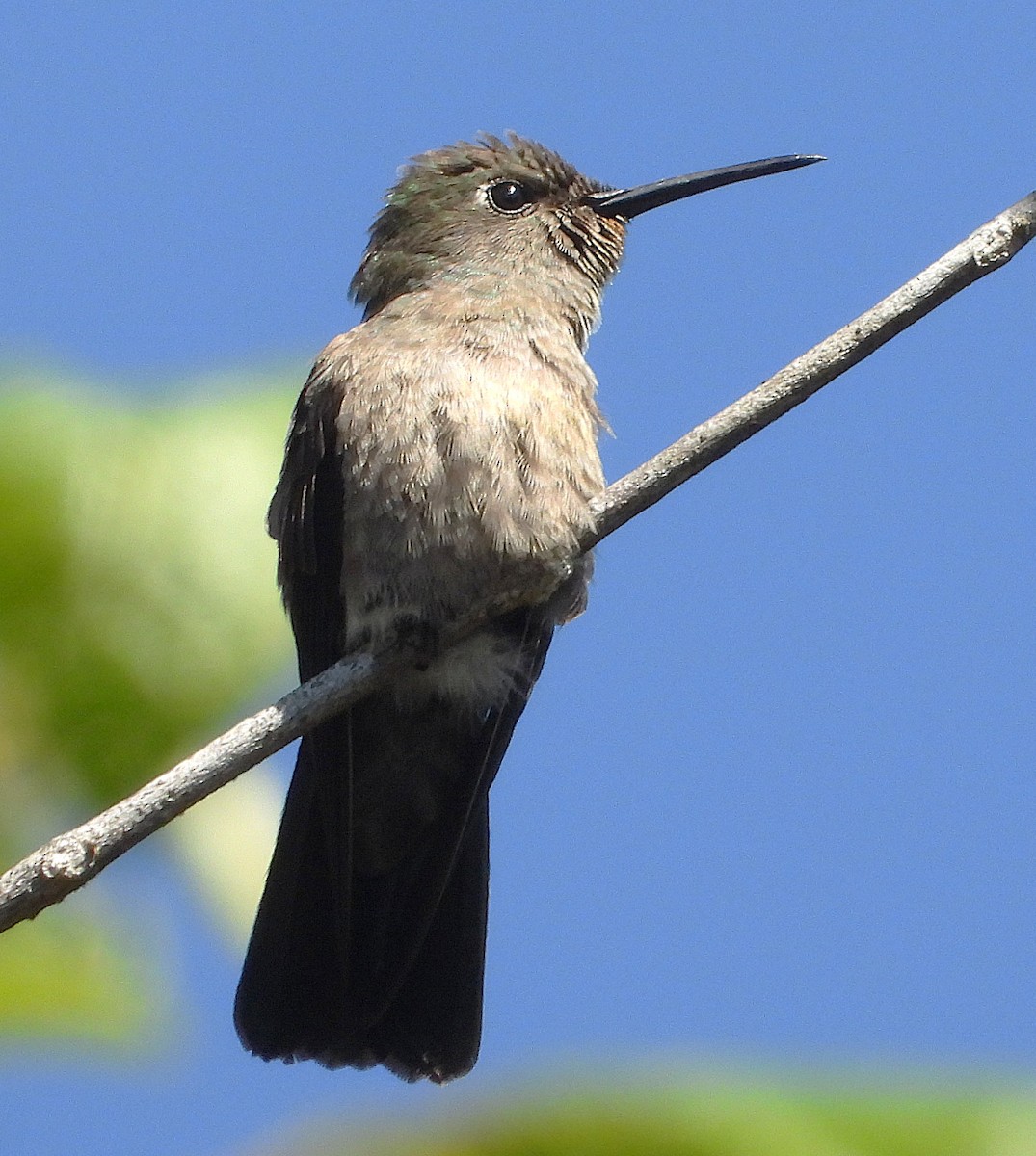 Колібрі-шаблекрил бронзовий - ML645458640