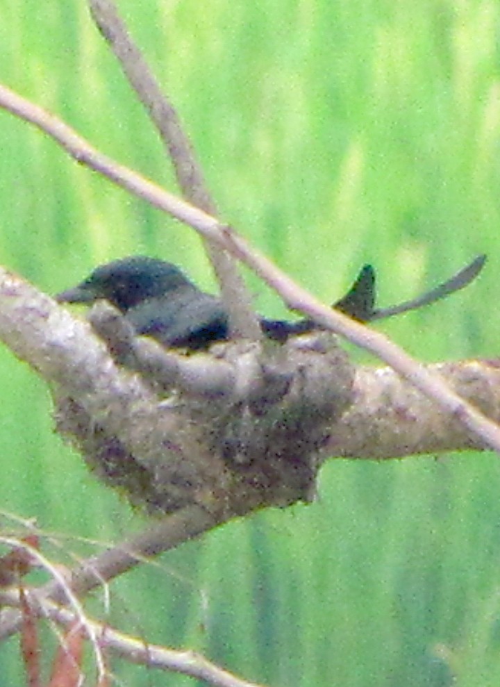 Дронго чорний - ML645458645