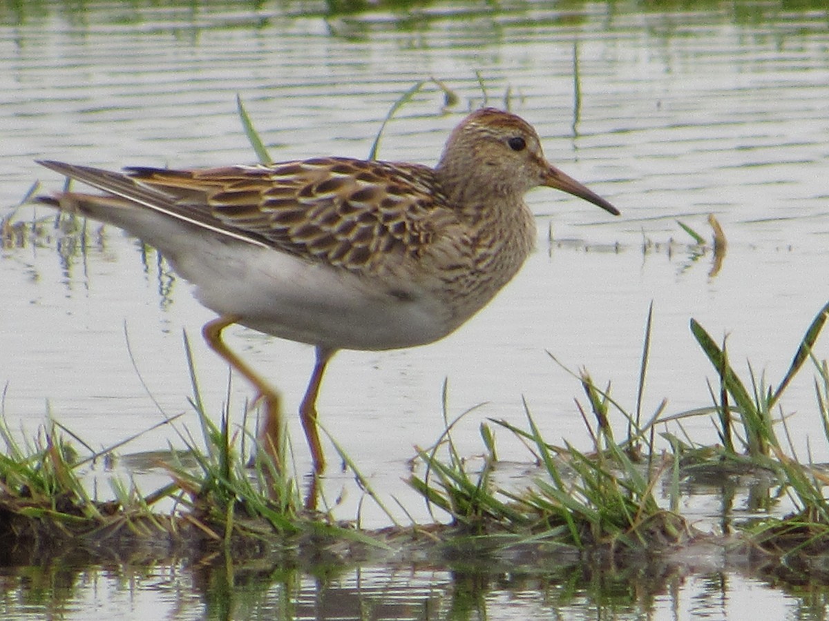 Побережник арктичний - ML645458646