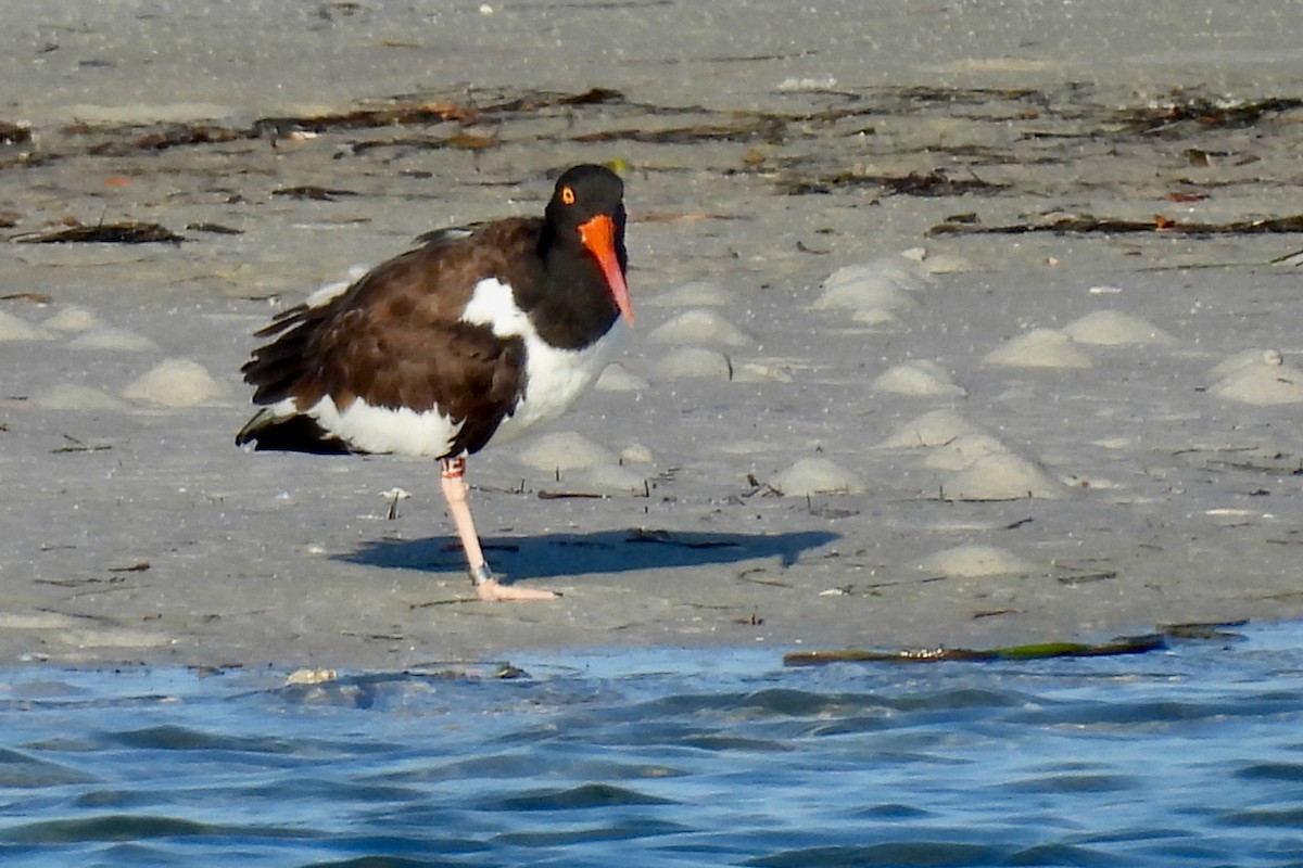 Кулик-сорока американський - ML645458649