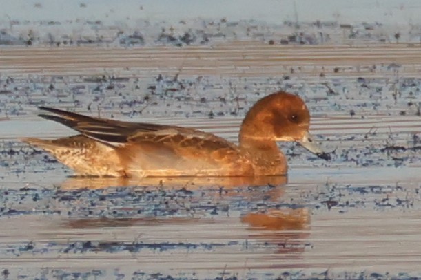 Свищ євразійський - ML645458652