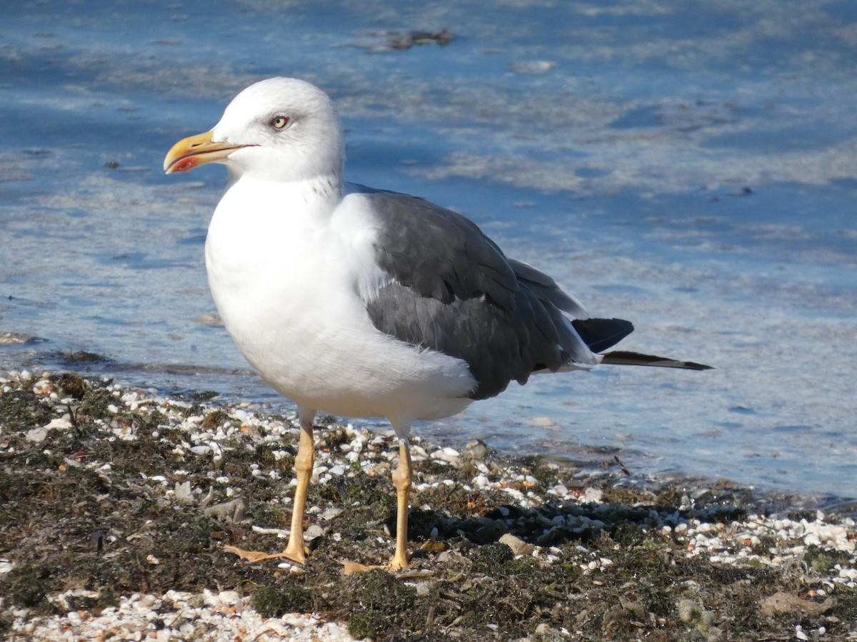 Lesser Black-backed Gull - ML645458653