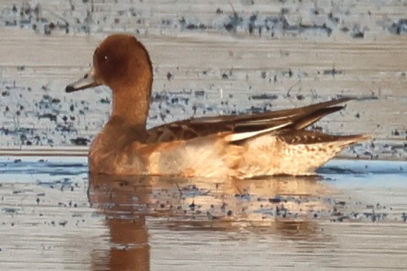 Свищ євразійський - ML645458654