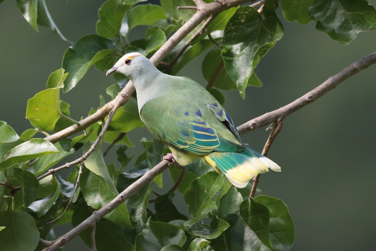 Тілопо білолобий - ML645458655