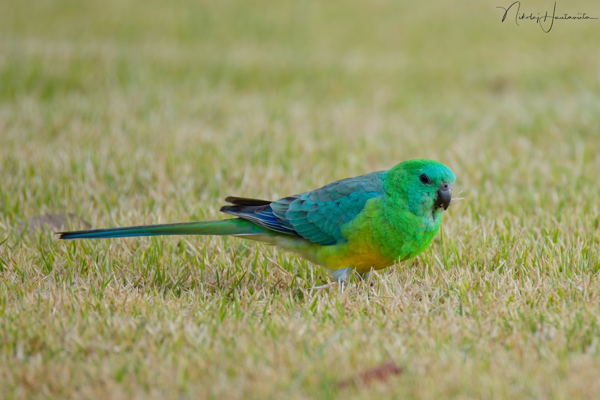 Папужка співочий - ML645458658