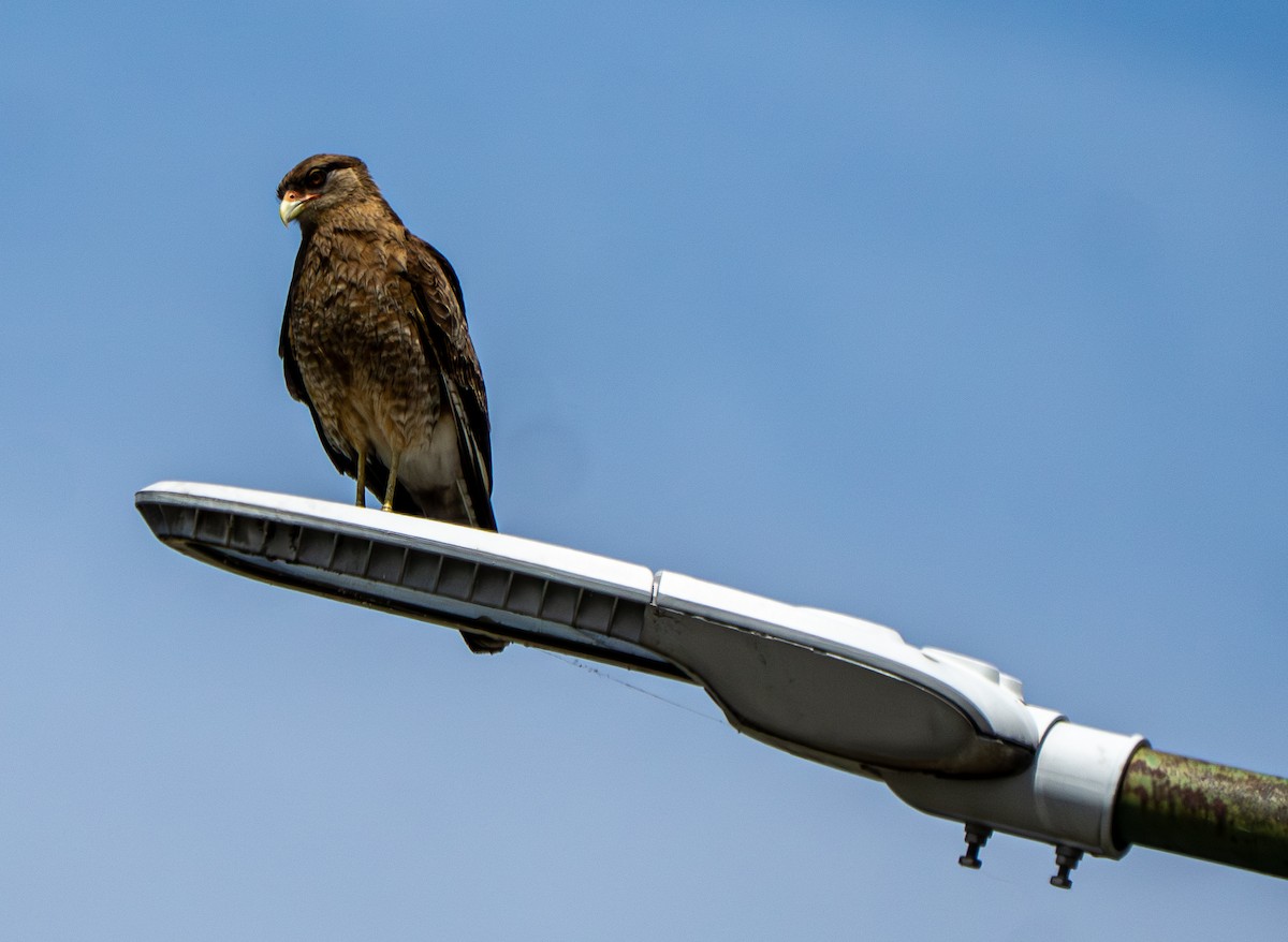 Хіманго - ML645458659