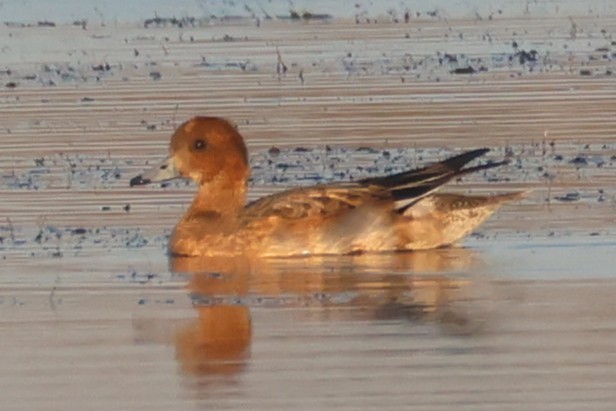 Свищ євразійський - ML645458660