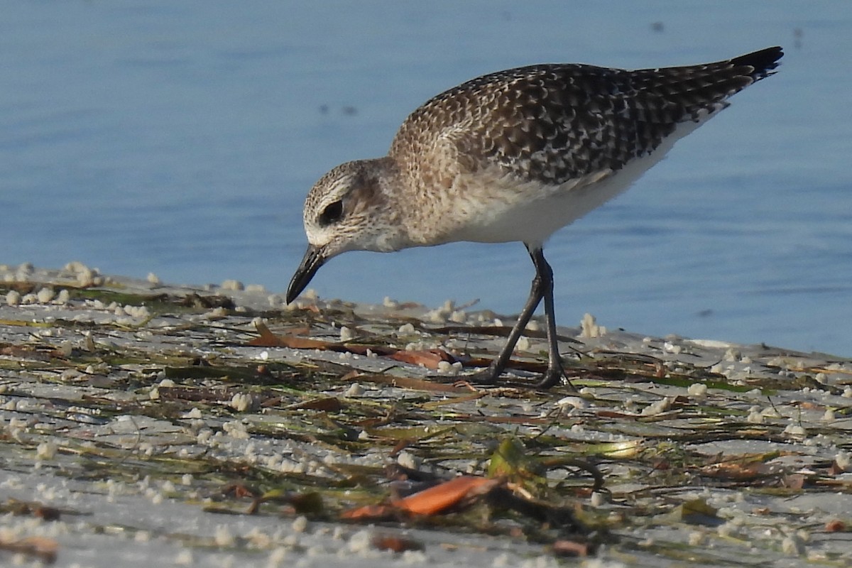 Сивка морська - ML645458661