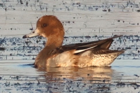 Свищ євразійський - ML645458664