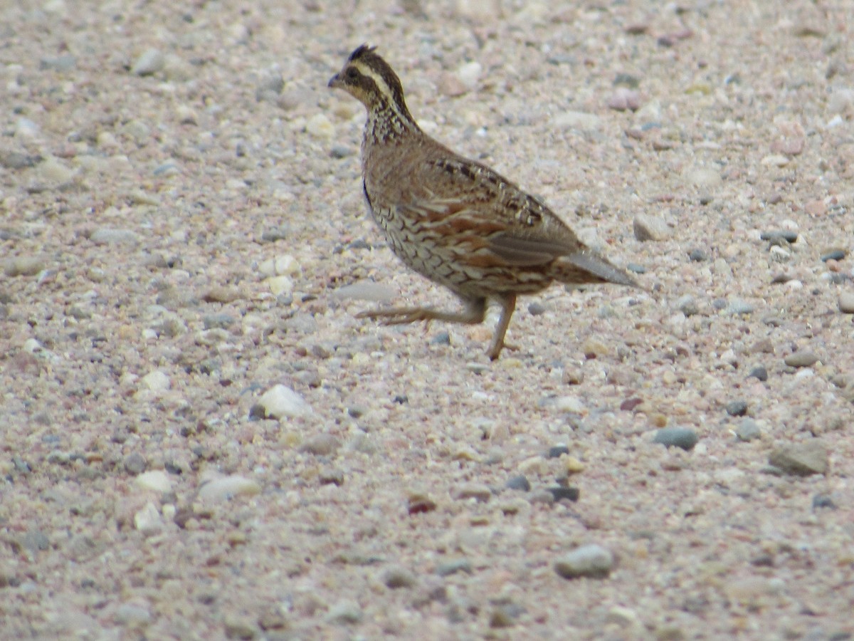 Перепелиця віргінська - ML645458665