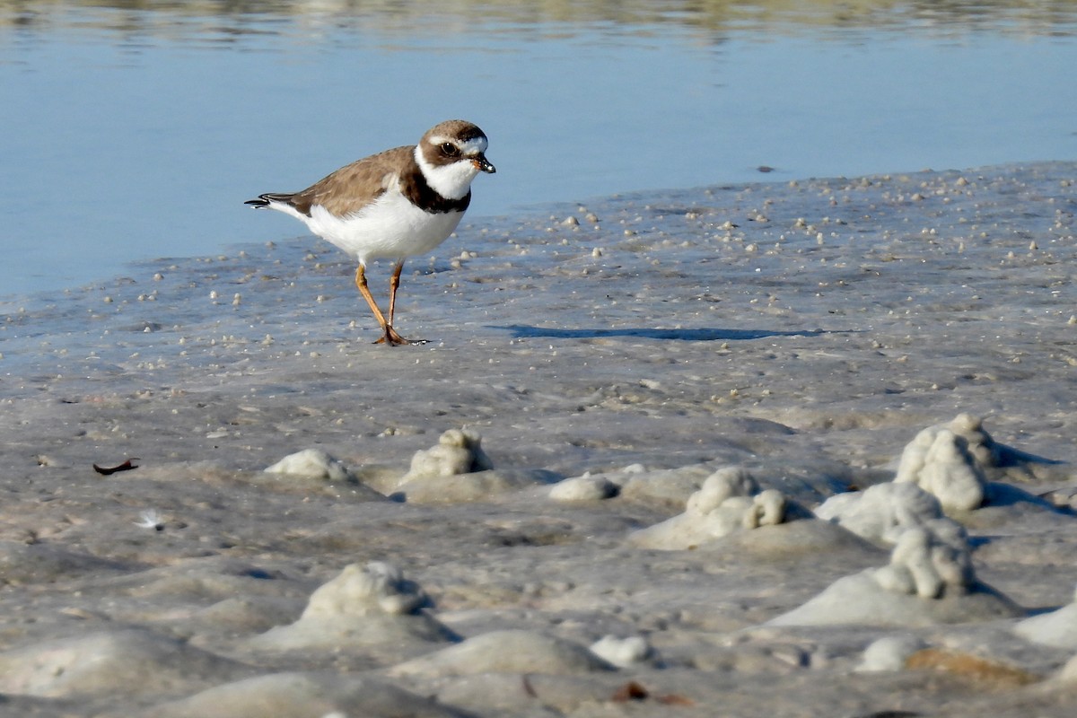 Пісочник канадський - ML645458667