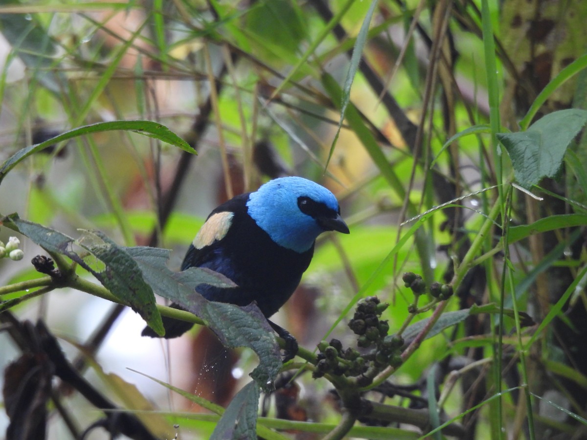 Танагра блакитношия - ML645458668