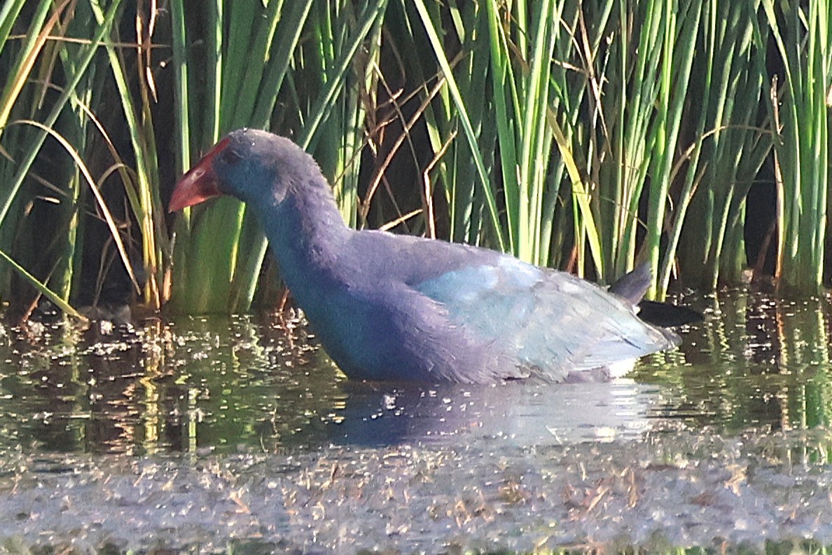 Султанка сіроголова - ML645458672