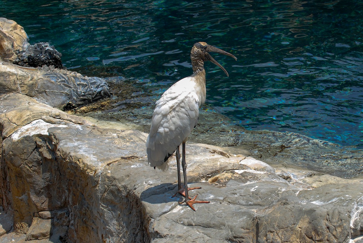 Міктерія - ML645458677