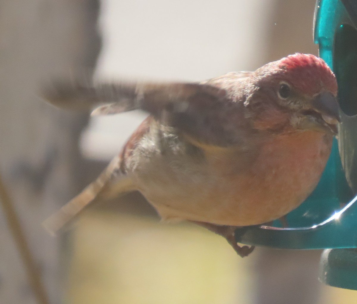 Чечевиця рожевовола - ML645458678