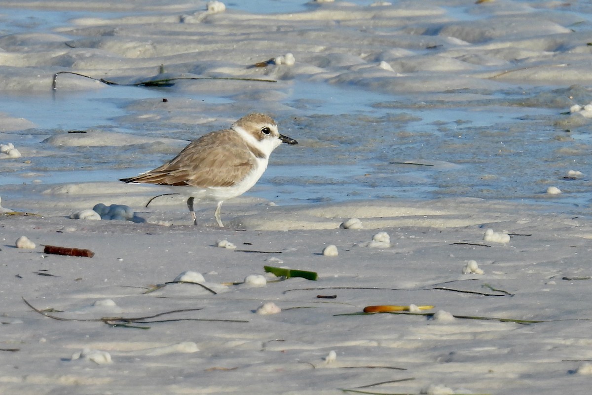 Пісочник американський - ML645458679