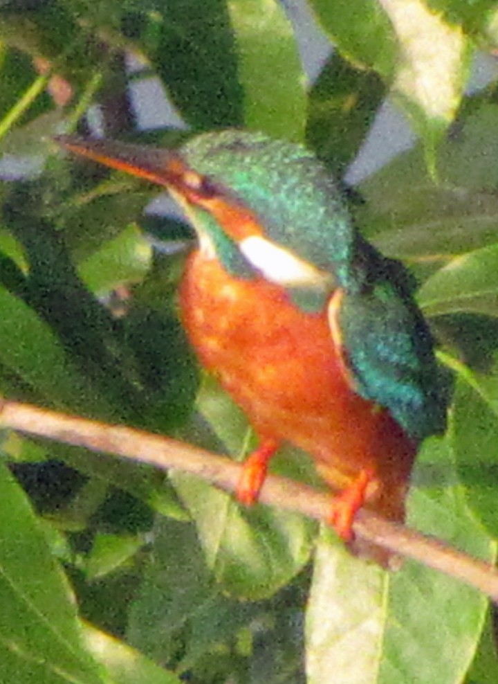 Рибалочка блакитний - ML645458680