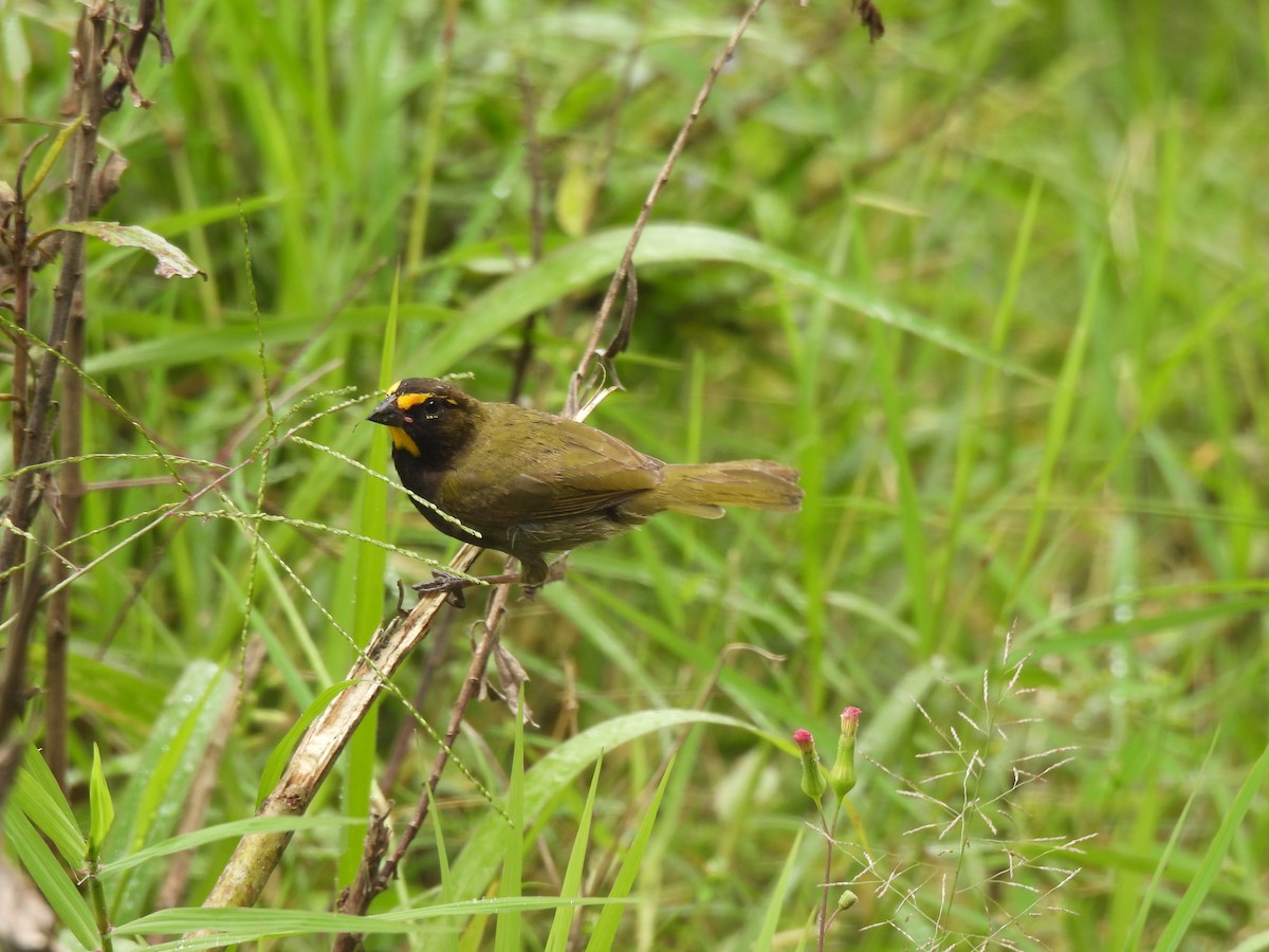 Потрост золотогорлий - ML645458681