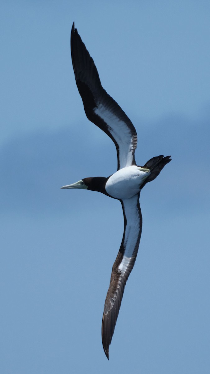 Сула білочерева - ML645458682