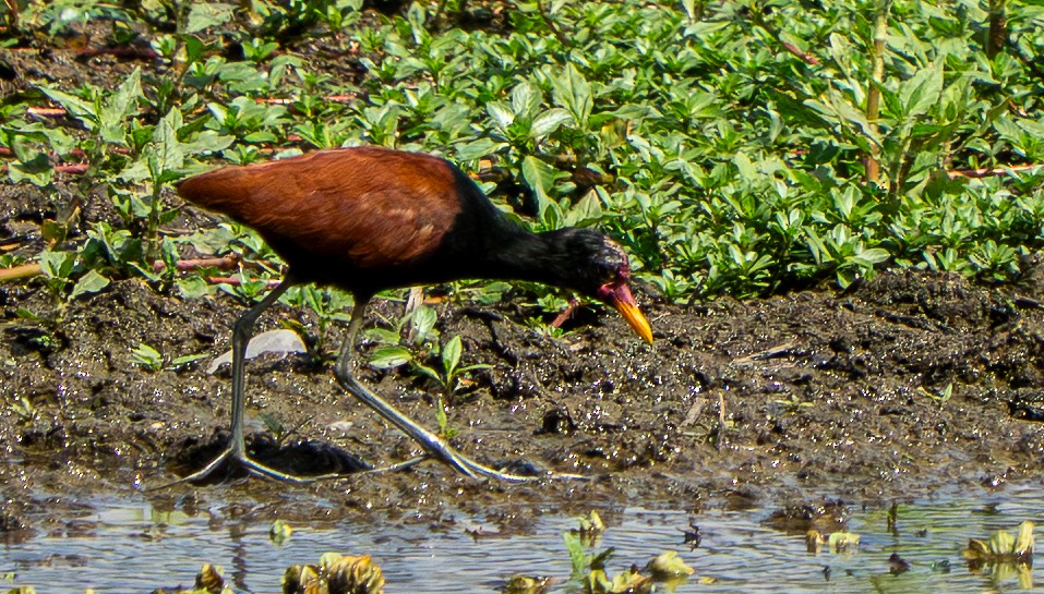 Якана червонолоба - ML645458683