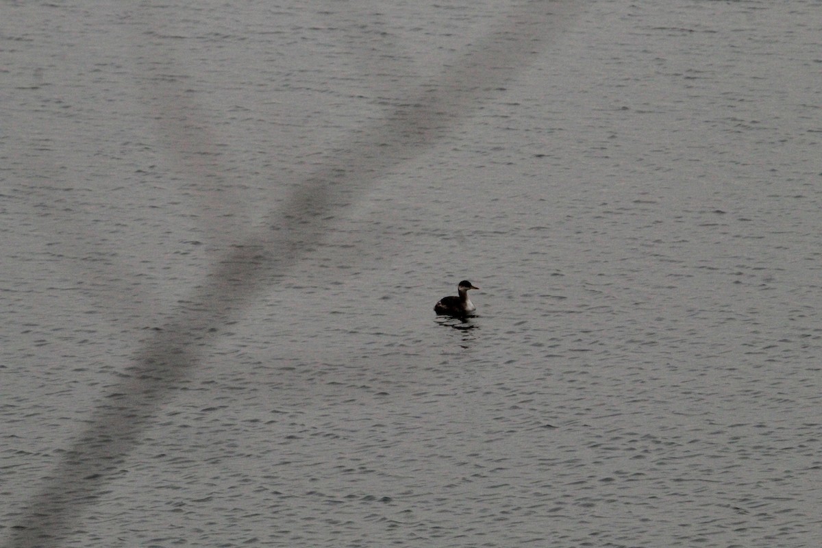 Red-necked Grebe - ML645458684