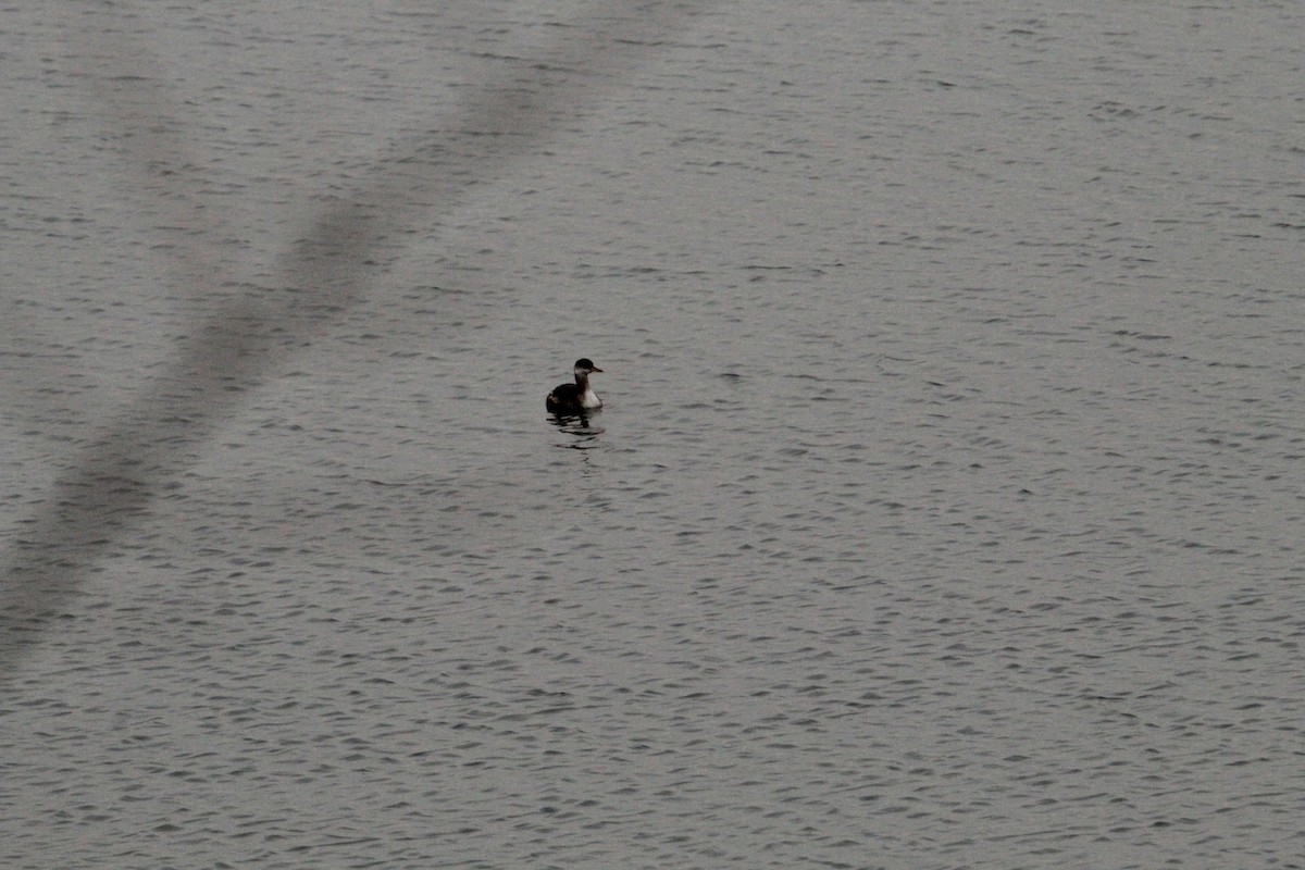 Red-necked Grebe - ML645458685