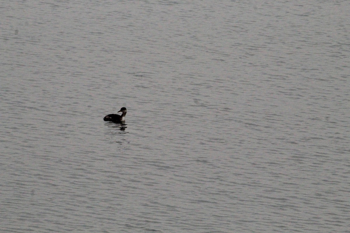 Red-necked Grebe - ML645458686