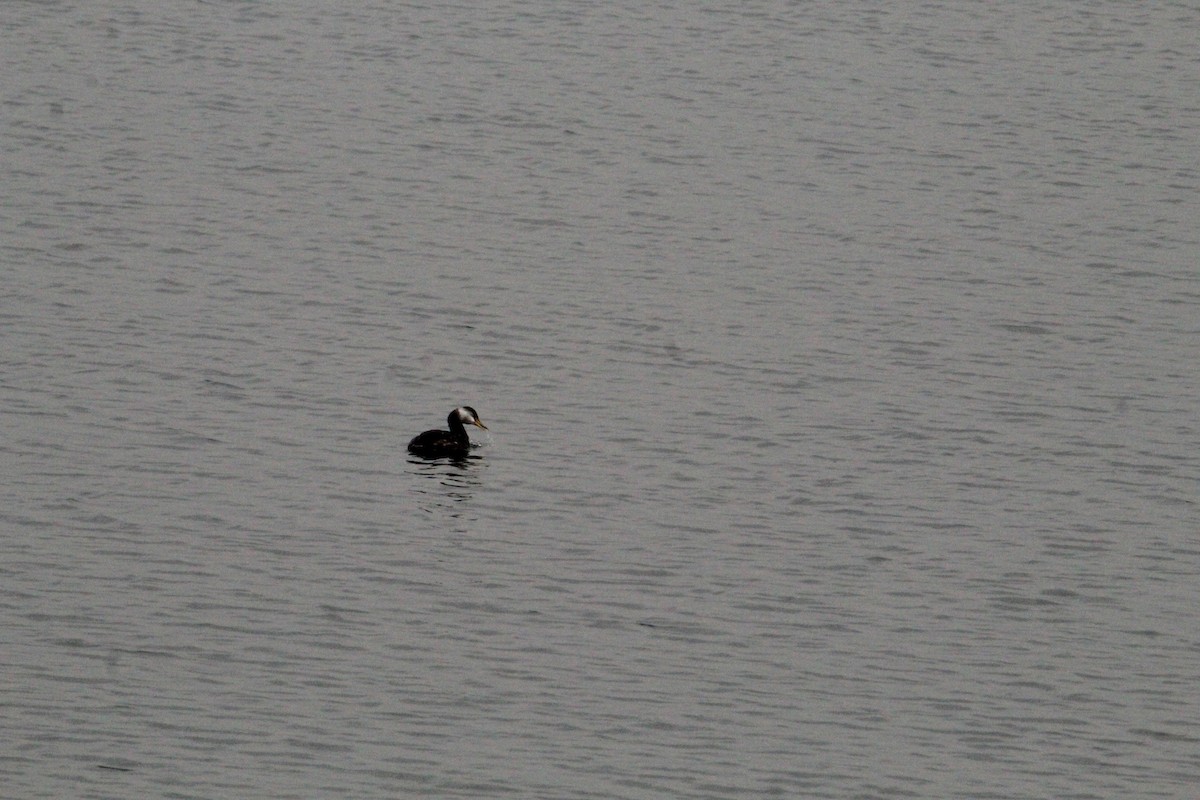 Red-necked Grebe - ML645458687