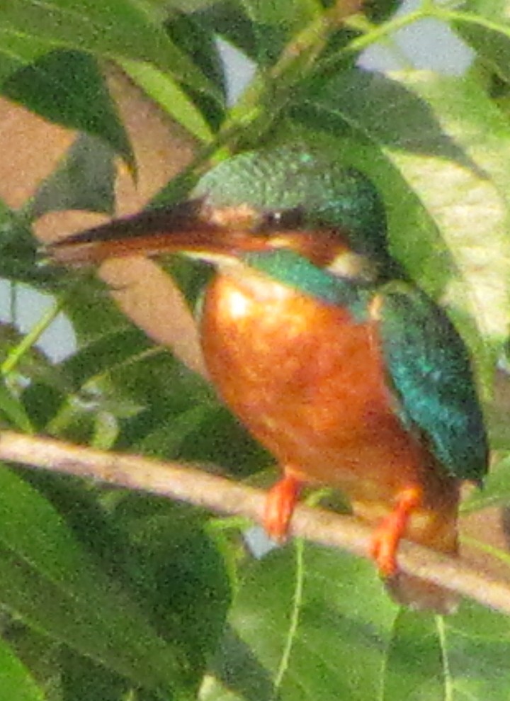 Рибалочка блакитний - ML645458689