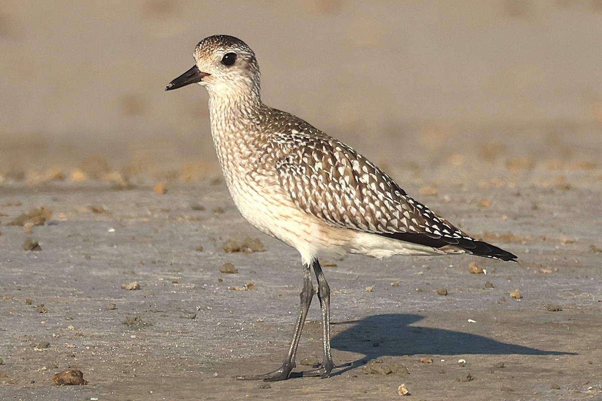 Black-bellied Plover - ML645458693